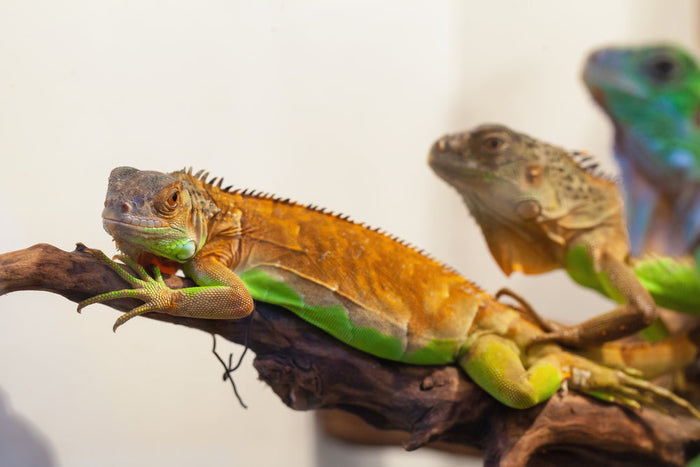 3 Most Common Reptile Skin Issues