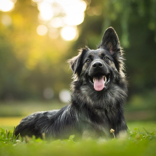 Dog in field 