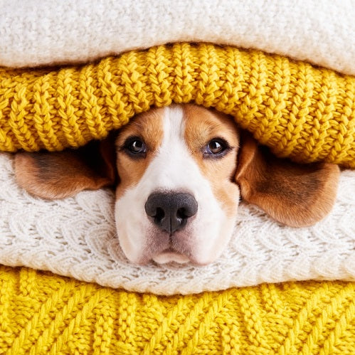 dog under blanketing 