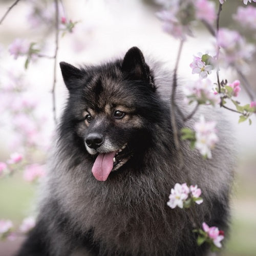 Dog Scratching Eyes: What It Means & How to Help