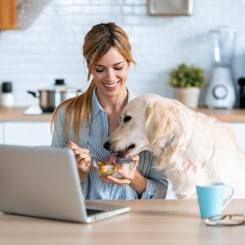 Promoting Dog Gut Health: Probiotics, Diet, and More