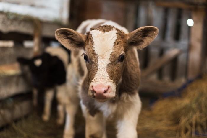 Navel Dip and Treating Newborn Navels on Calves: Everything You Need to Know