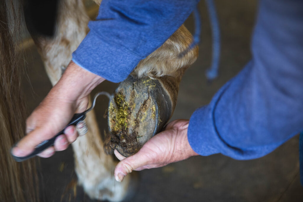 How to Treat a Horse with Thrush: A Comprehensive Guide