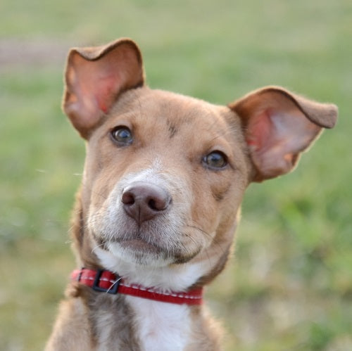 Ear Lice in Dogs: How to Identify, Treat, and Prevent This Common Issue