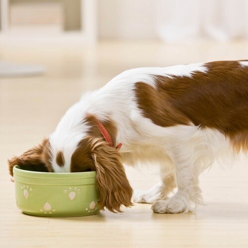 Dog Digestive Enzymes: Supporting Gut Health with Multivitamins