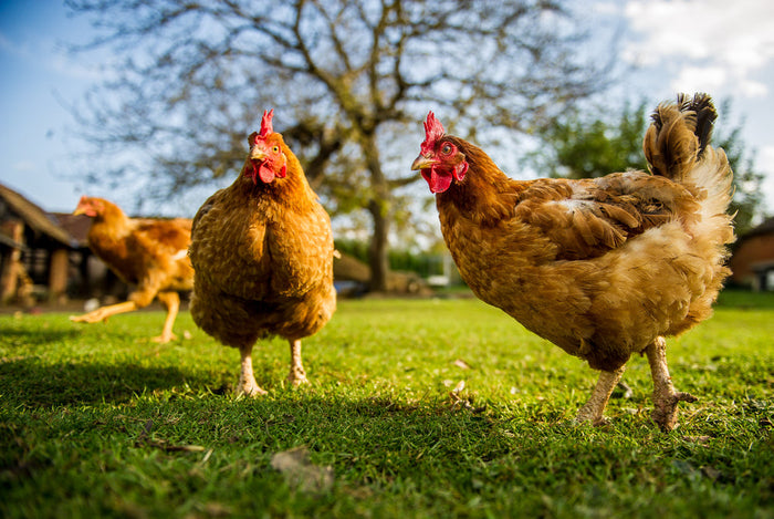 How to Treat Pecking Sores in Chickens