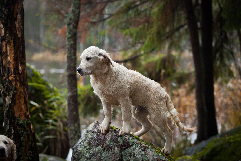 What to Do if Your Pet Gets a Cut