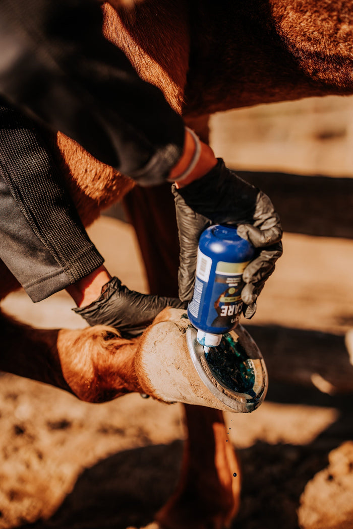 Can You Ride a Horse with Thrush?