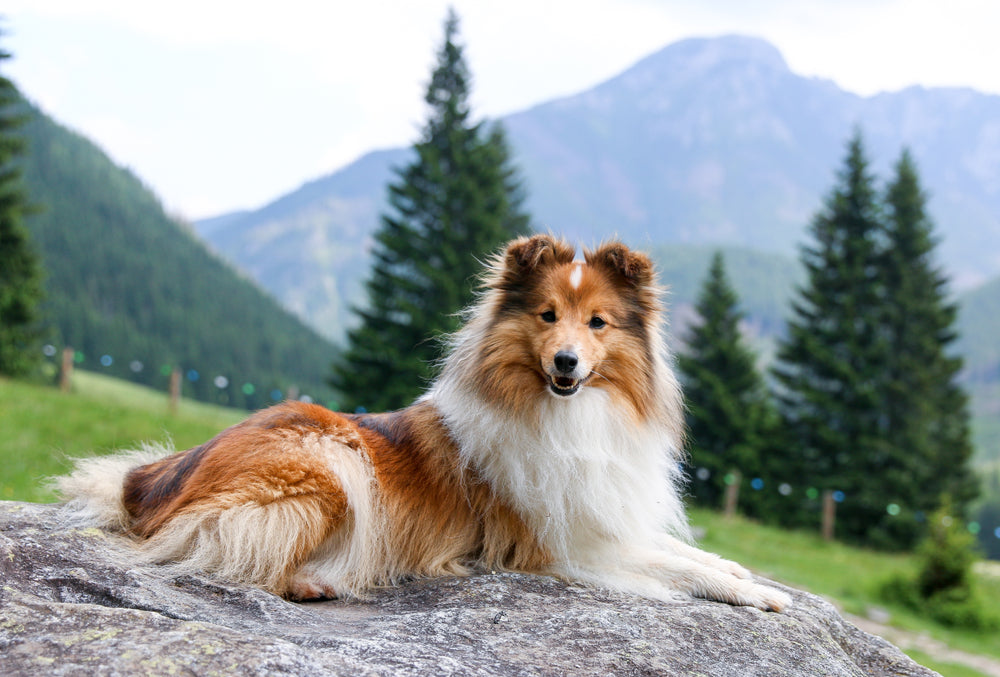 What Causes Dog Eye Discharge?