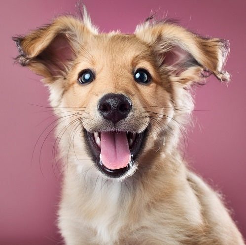 Understanding Otitis Externa in Dogs: Causes, Symptoms, and Treatments