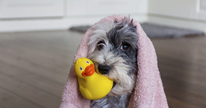 5 Tips for Keeping Your Pup in the Bathtub During Bath Time