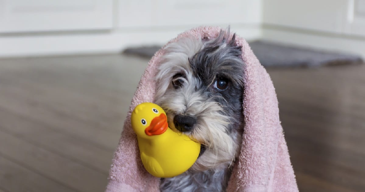 5 Tips for Keeping Your Pup in the Bathtub During Bath Time