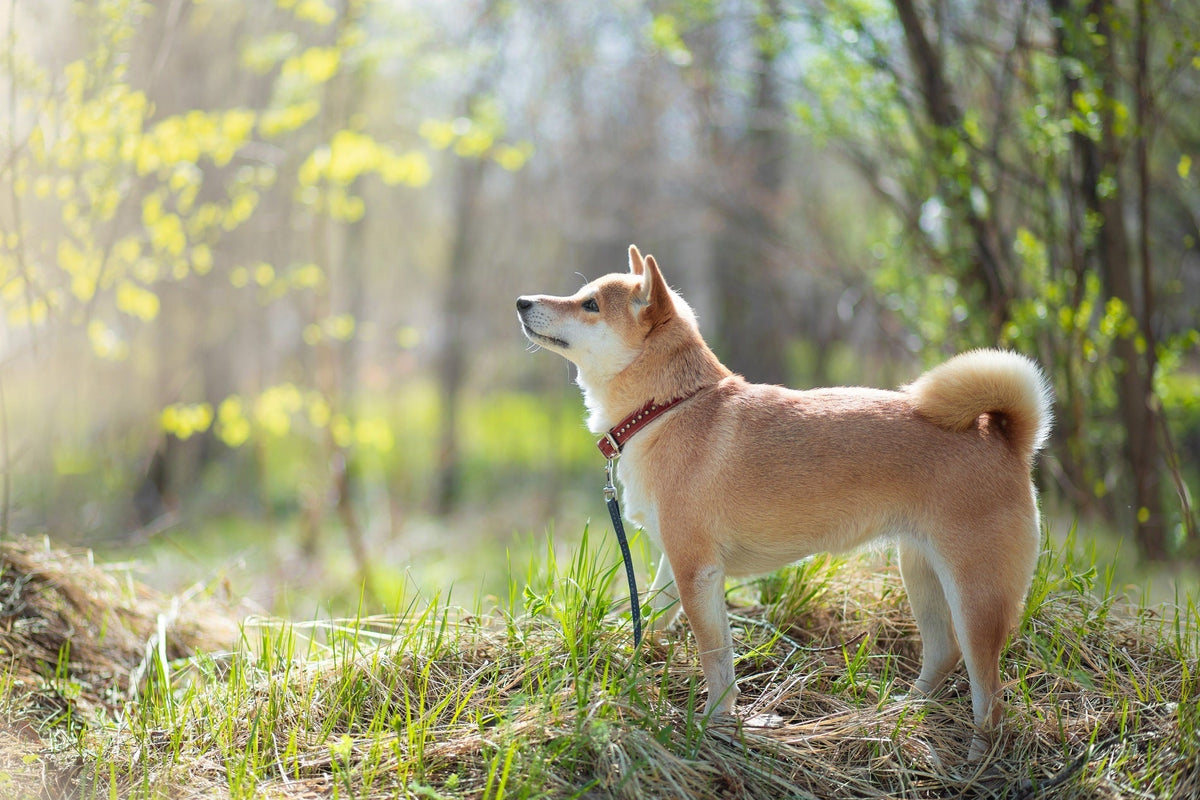 How to Remove a Tick from a Dog
