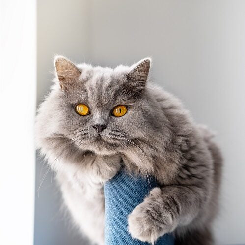 Cat Injuries: Common Causes, Symptoms, and Care – Vetericyn