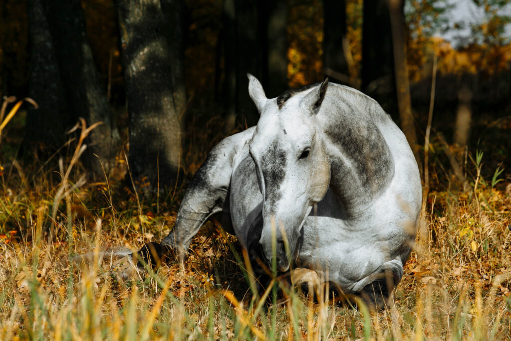 Understanding Colic in Horses: Symptoms, Causes, and Prevention