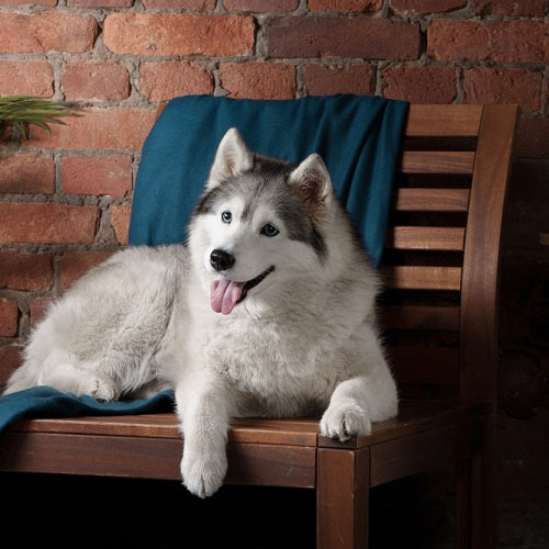 Do Huskies Shed?