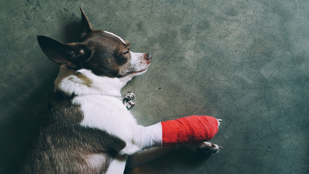 Top 5 Minor Wounds Pets Get at Home