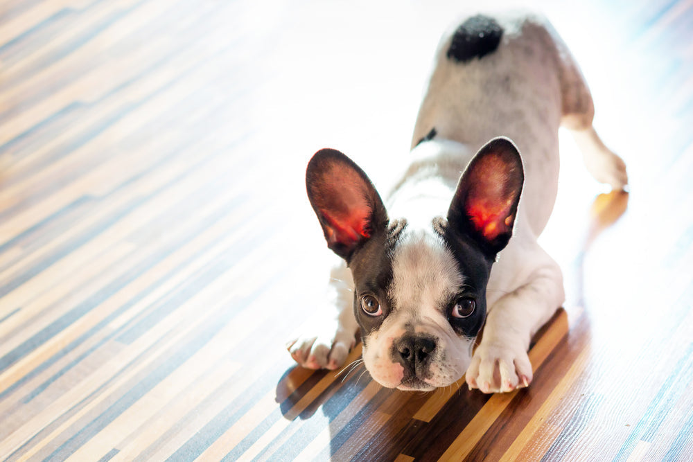 Why do Puppies Have So Much Energy?