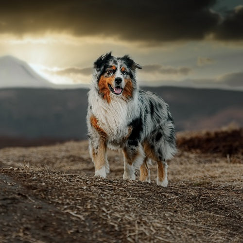Do Australian Shepherds Shed?