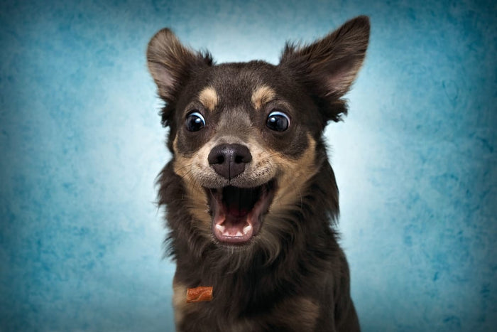 Why You Should Give Your Dog a Digestive Aid