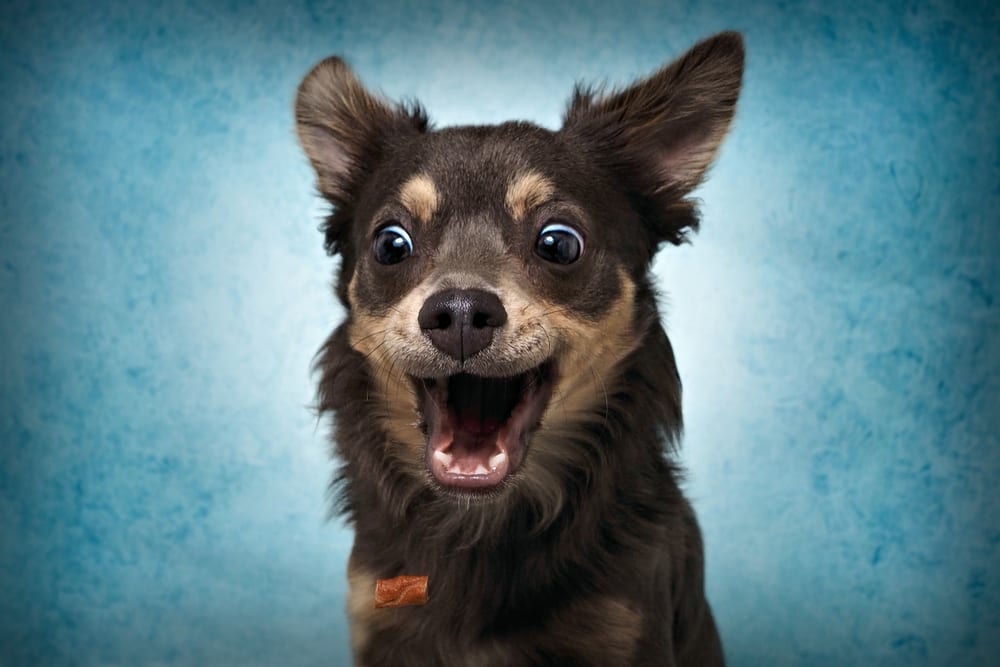 Why You Should Give Your Dog a Digestive Aid