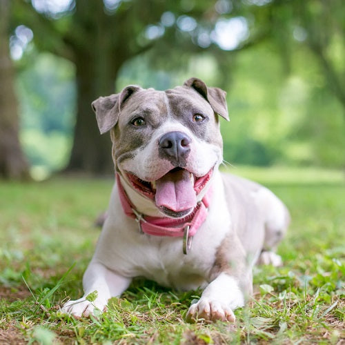 Dog Ear Protection: Essential Tips for Keeping Your Dog's Ears Safe Year-Round