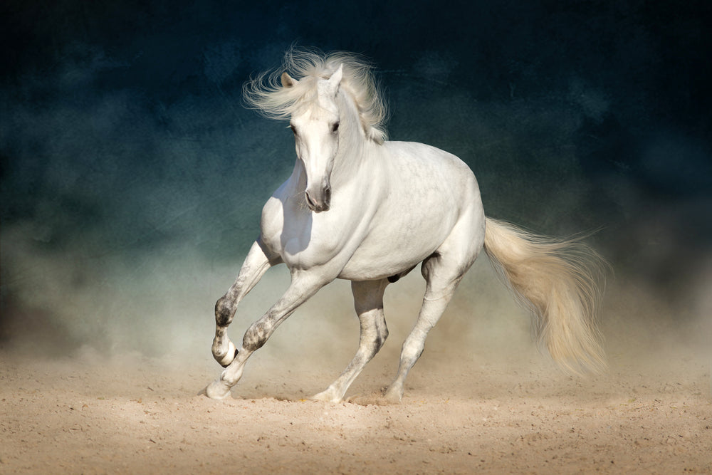 How to Treat Horse Rashes