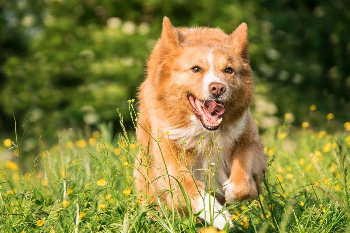 Seasonal Allergies vs Food Allergies in Dogs: What's the Difference?
