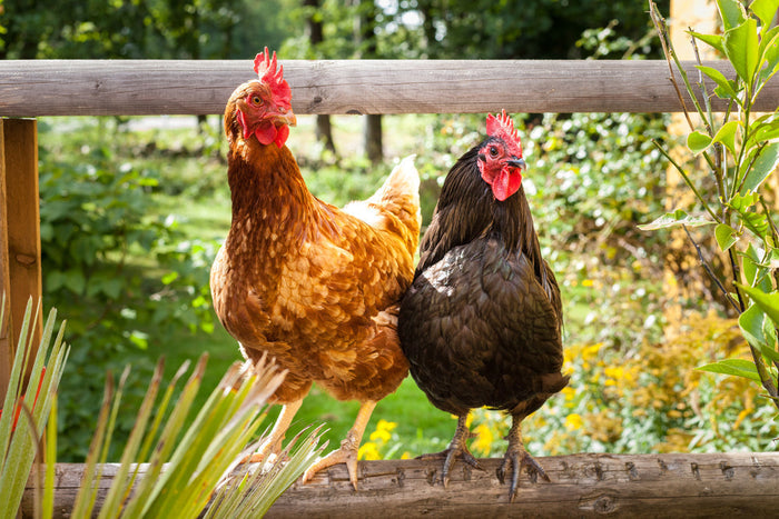 Signs and Symptoms of Bumblefoot in Chickens