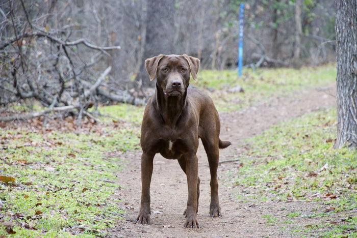The Adult Stage: Nutritional Needs for Adult Dogs