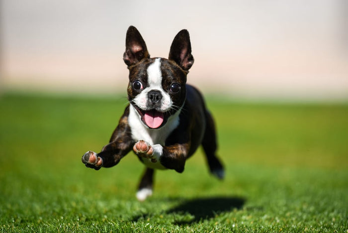 Why Joint Health for Dogs is Important