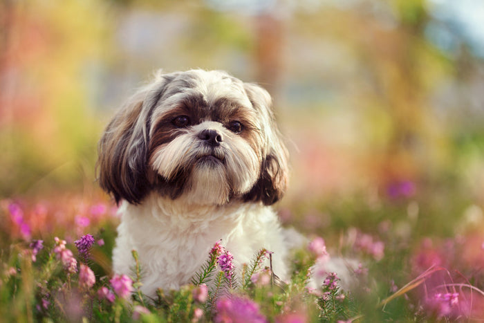 Combating Dog Tear Stains: Everything You Need to Know