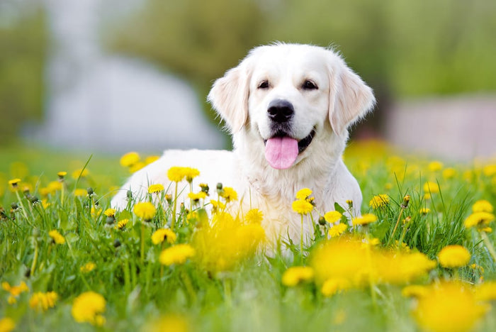 Most Common Allergies in Dogs: A Helpful Guide