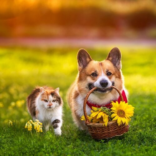 How Allergies Spell Trouble for Your Pet’s Eyes