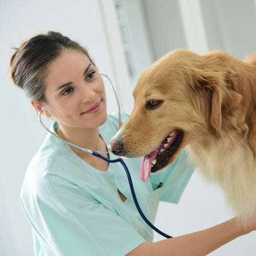 How Often Should Dogs Go to the Vet? A Guide to Routine Care