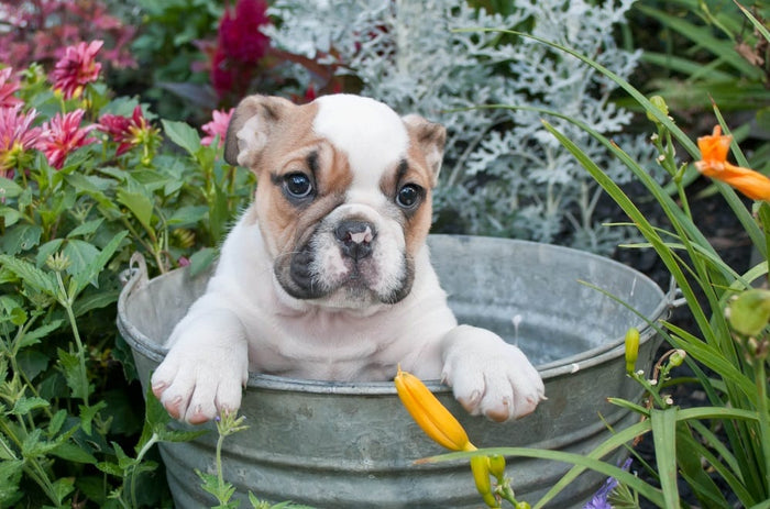 How Often Should I Wash My Dog?