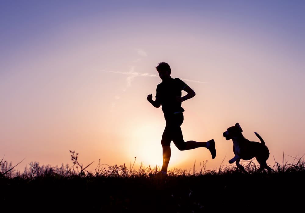 How to Boost Your Dog's Immune System