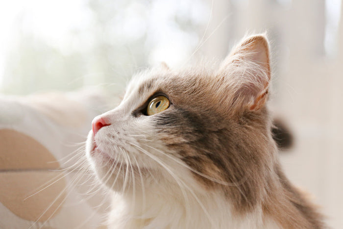 How to Clean Your Cat's Ears: A Helpful Guide