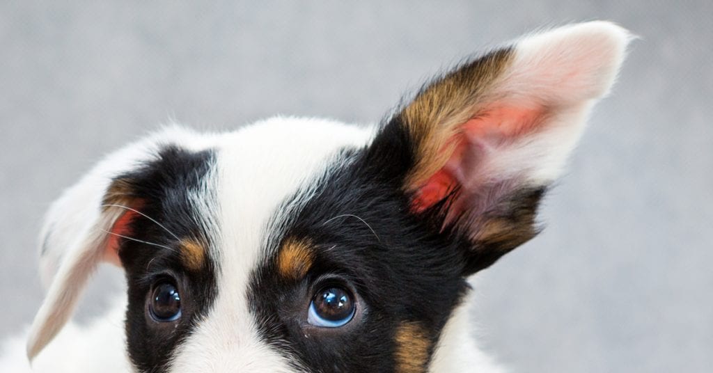 Clean, Clear & Healthy: A Pet Owner's Guide to Eye and Ear Care