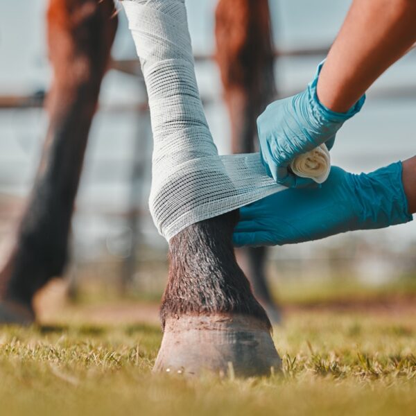 Equine First Aid Kit Essentials: Preparing for Emergencies