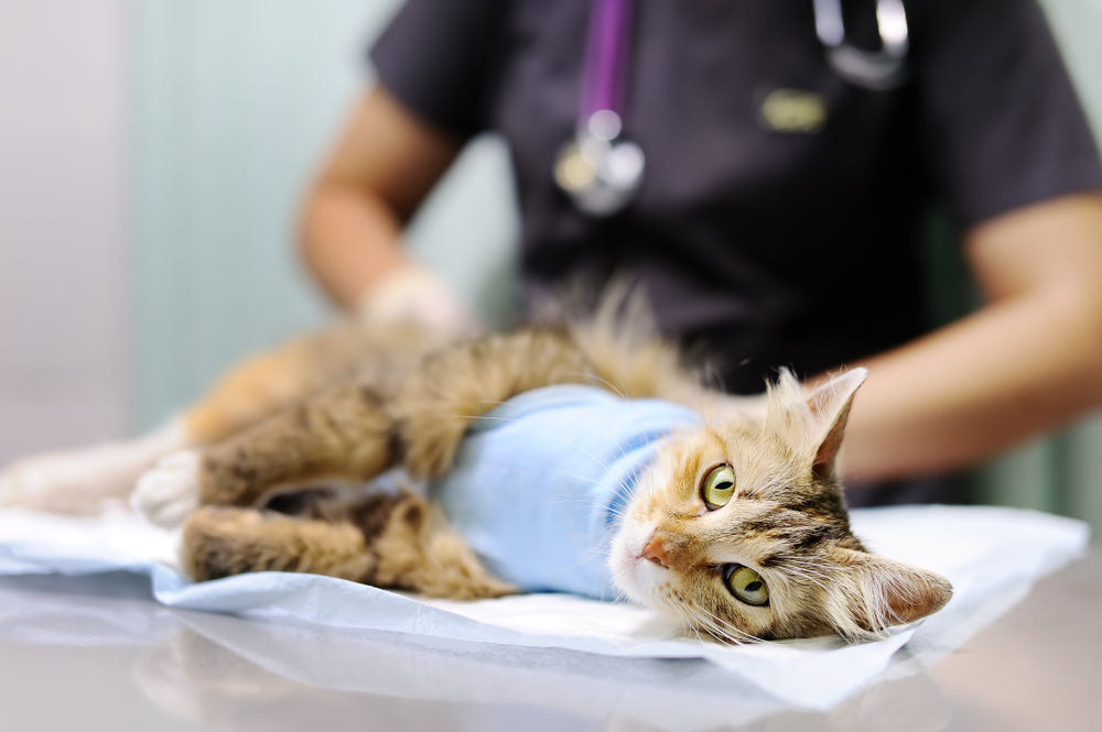 Post-Surgical Care for Your Pet: A Helpful Guide