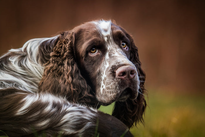 Signs and Symptoms of Pinkeye in Dogs