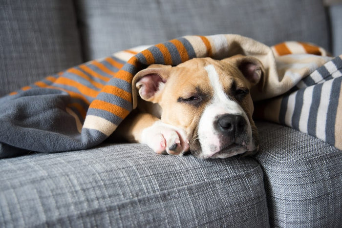 Dog on couch 
