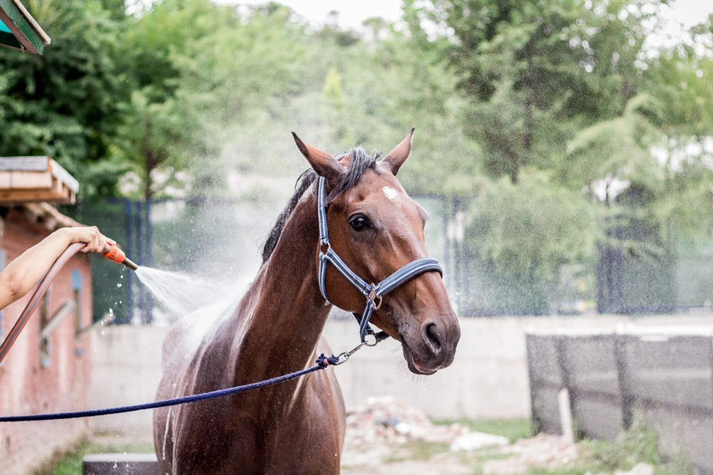 5 Tips for Finding the Best Horse Shampoo