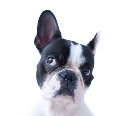 How To Clean Your Dog's Eyes and Ears - Infographic