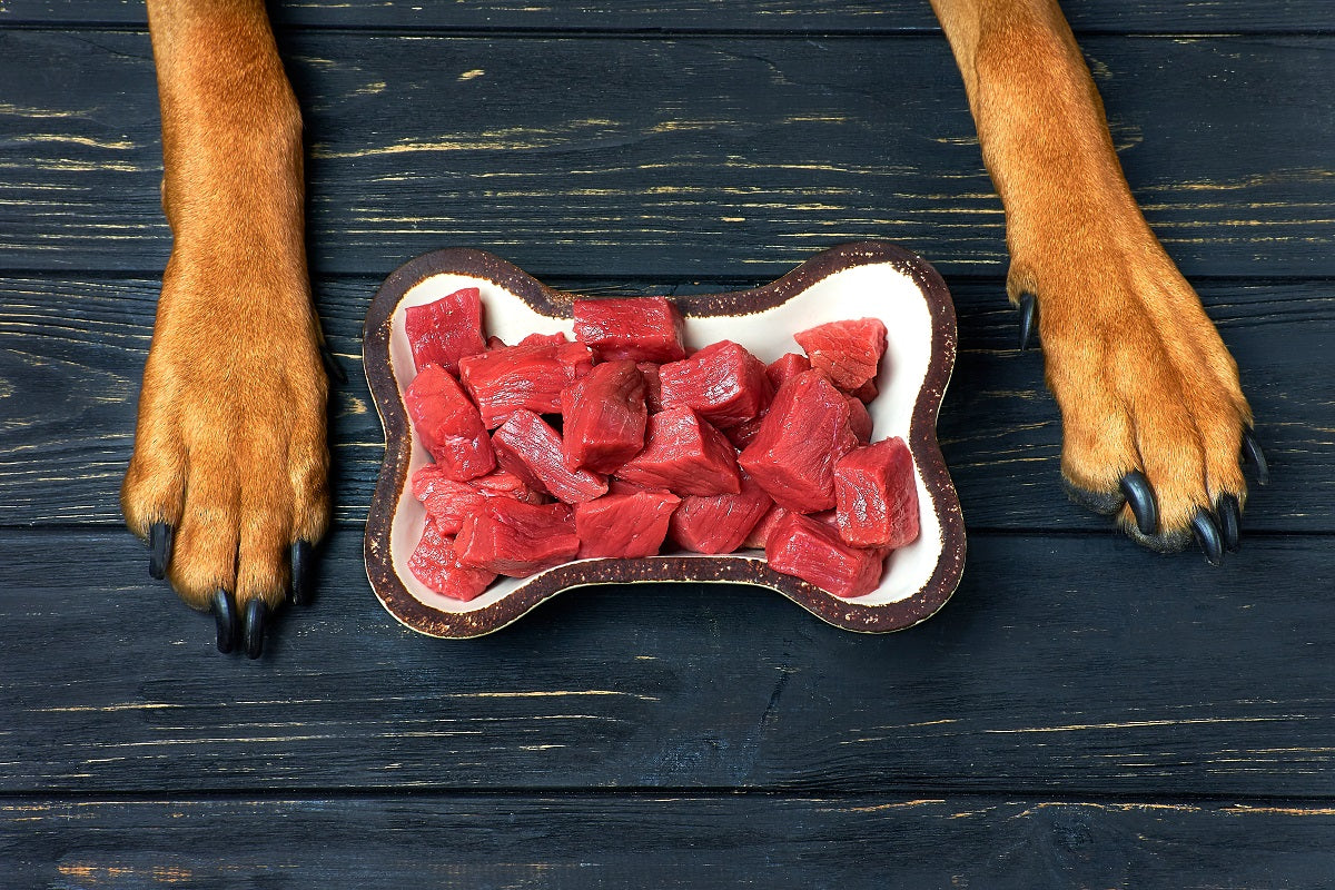 How To Prevent Bloat in Dogs
