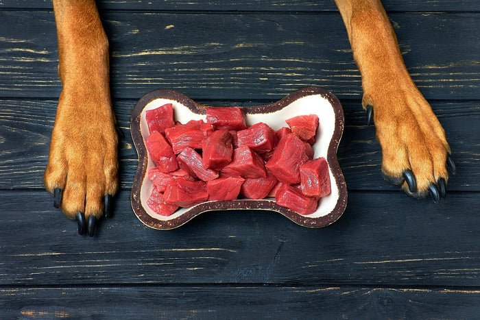 How To Prevent Bloat in Dogs