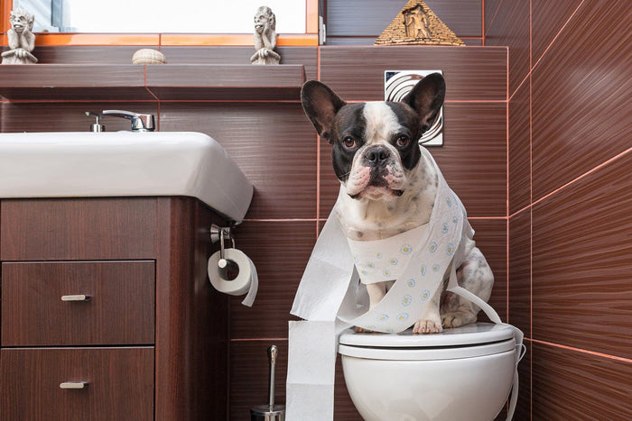 What Are the Causes of Diarrhea in Dogs?