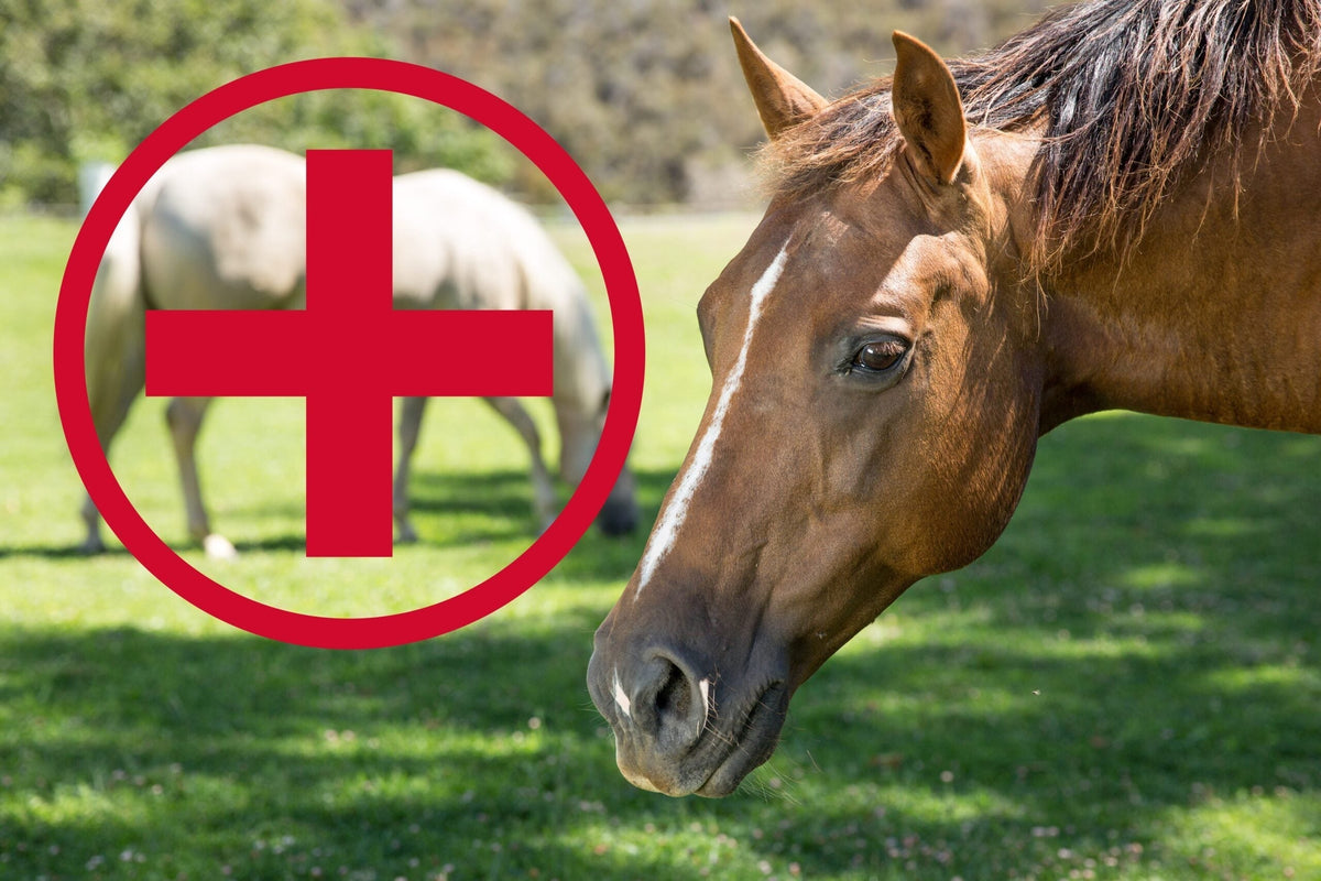 What to Put in Your Equine First Aid Kit