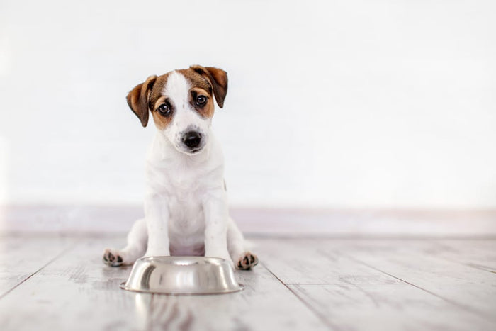 5 Most Common Dog Digestive Issues